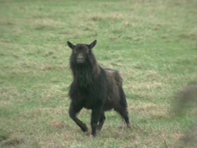 The Wild Beast of Derrycrin