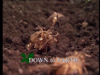 Kitchen Garden: Down to Earth