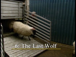 A Sense of Tradition: The Last Wolf