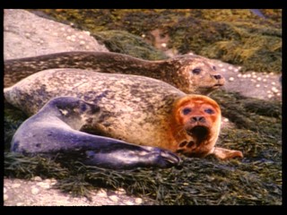 Natural Selection: Seals for Tomorrow