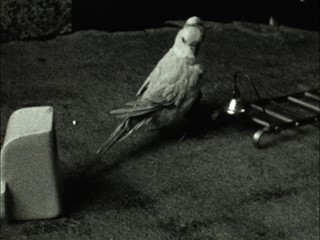 A Budgie Playing