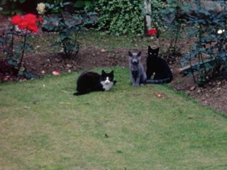 Cats Playing in the Garden