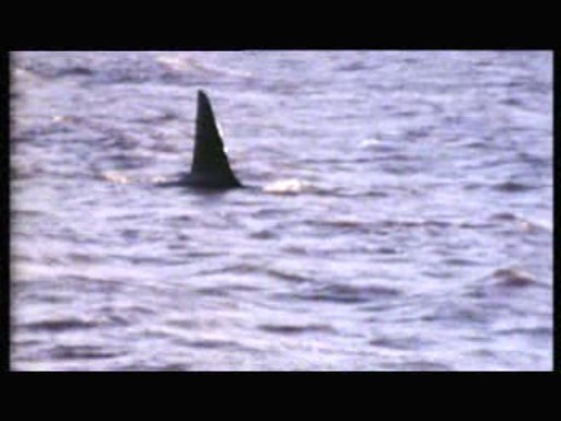 Super 8 Stories: 'Dopey Dick' Killer Whale