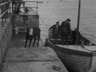Shipping Cattle from Rathlin Island 