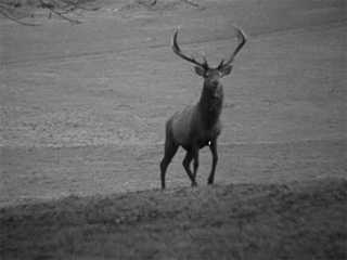 Red Deer in Caledon 