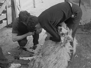 Sheep-Shearing at the RUAS 