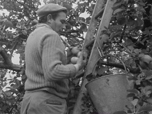 The Armagh Apple Harvest,1966 