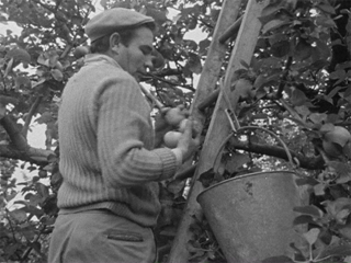 The Armagh Apple Harvest,1966 