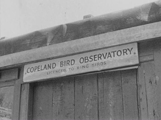 Copeland Island Bird Observatory
