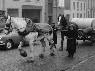 Working Shire Horse on Queen Elizabeth Bridge, Belfast