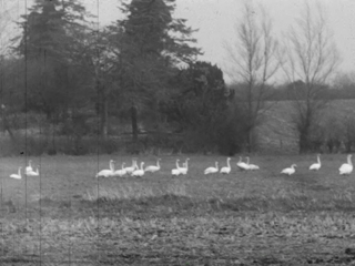 Flock of Swans