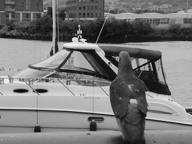 Birds