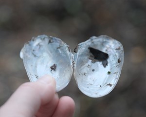 It’s Not Clear From Here